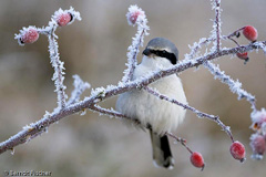 Raubwrger - Zum Vergroessern klicken!